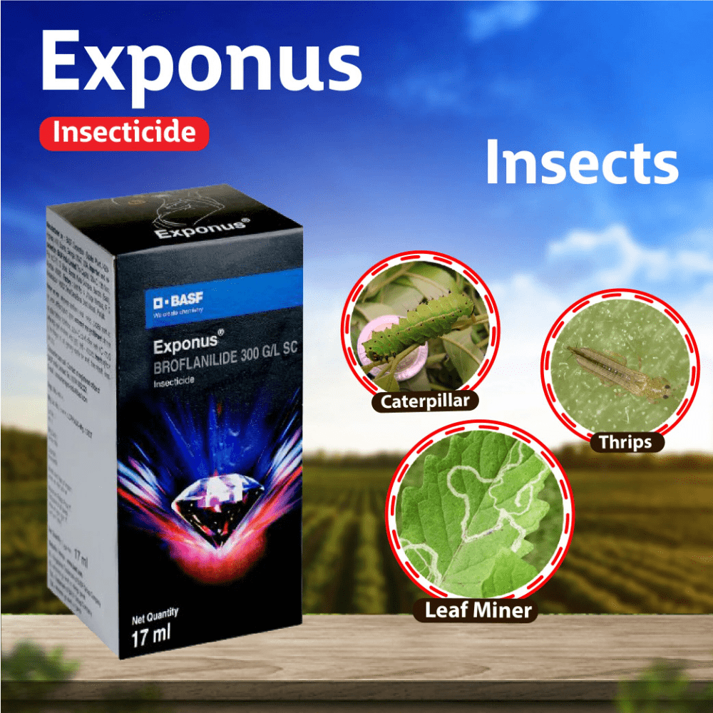 EXPONUS 17ml
