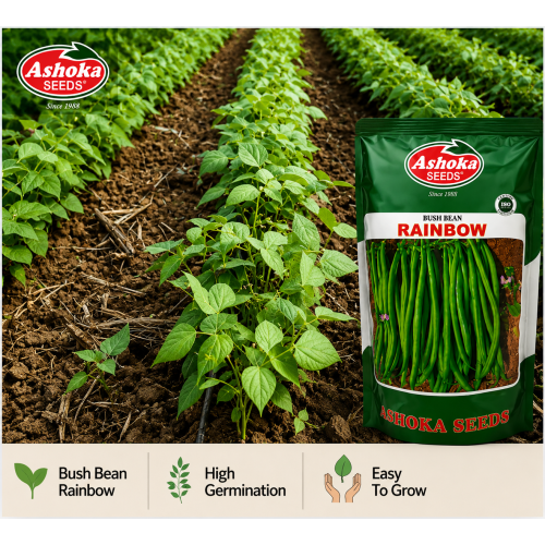 BEAN RAINBOW 500GM