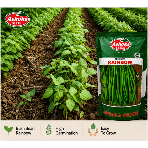 BEAN RAINBOW 500GM