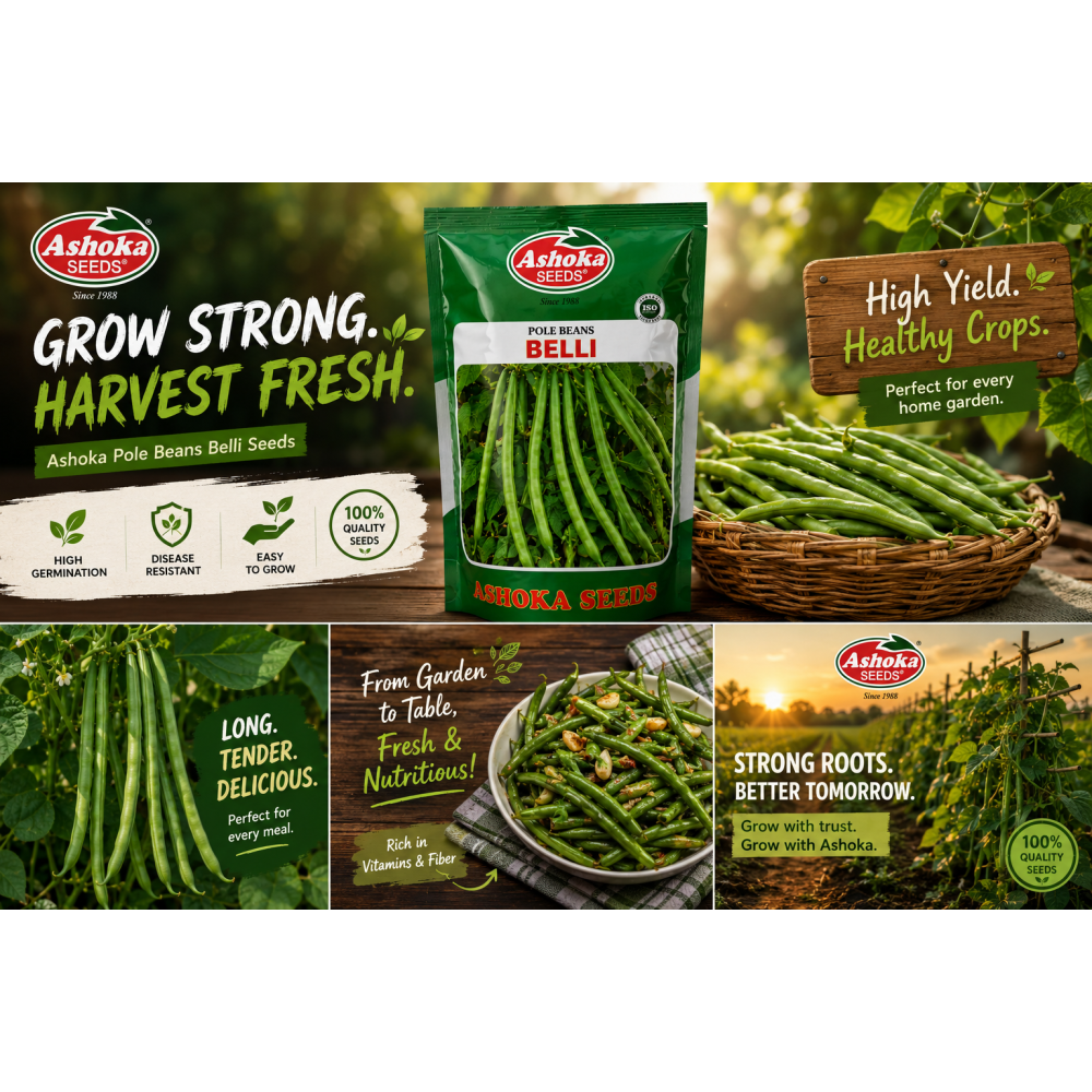 POLE BEANS BELLI 500GM