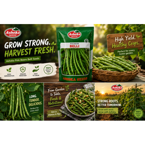 POLE BEANS BELLI 500GM