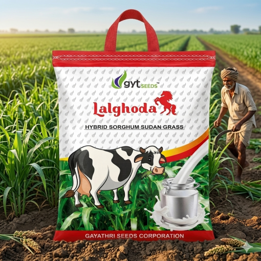 HYBRID SORGHUM SUDAN (Chari Seed Bag)