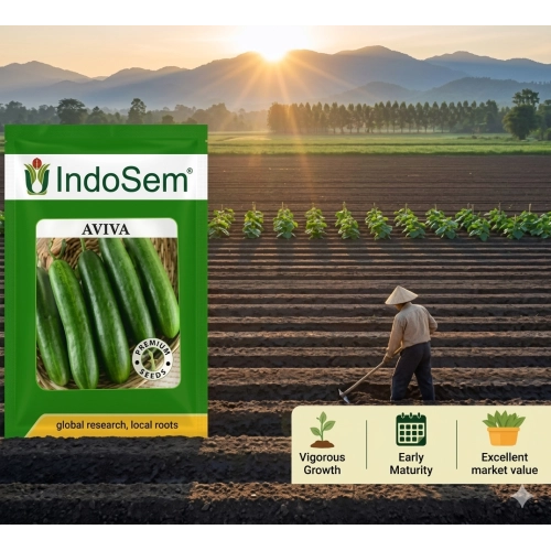 Cucumber Seedless (Aviva)