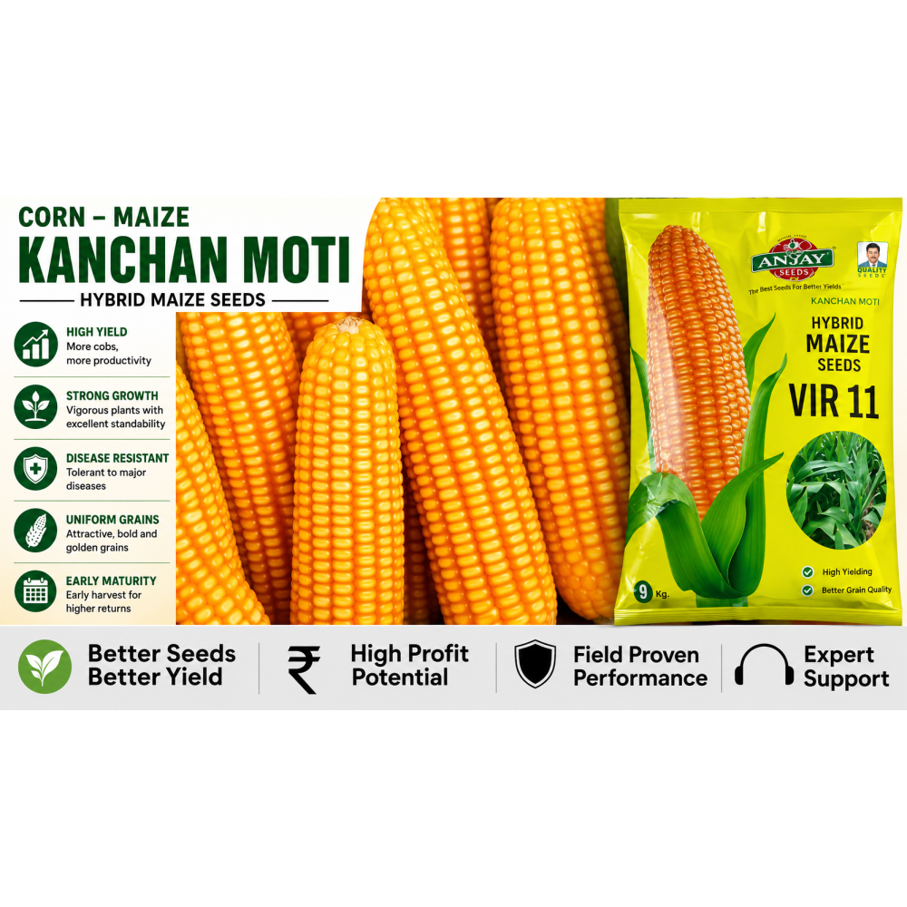 Corn-Maize (Kanchan Moti)