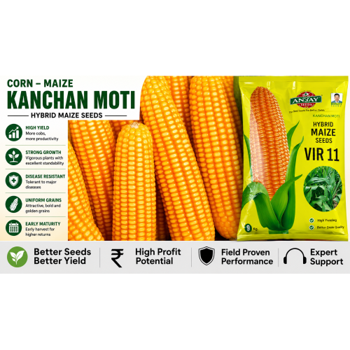 Corn-Maize (Kanchan Moti)