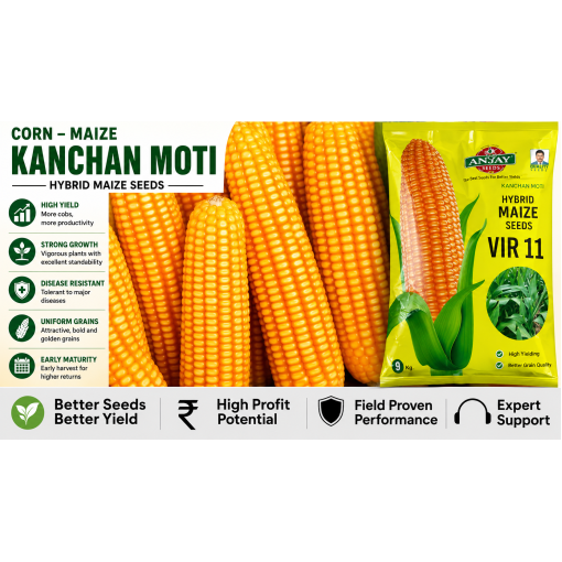 Corn-Maize (Kanchan Moti)