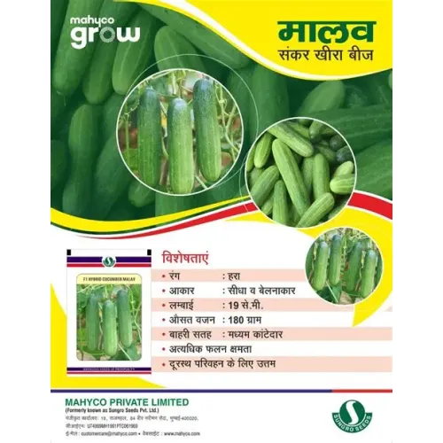 Cucumber Malav