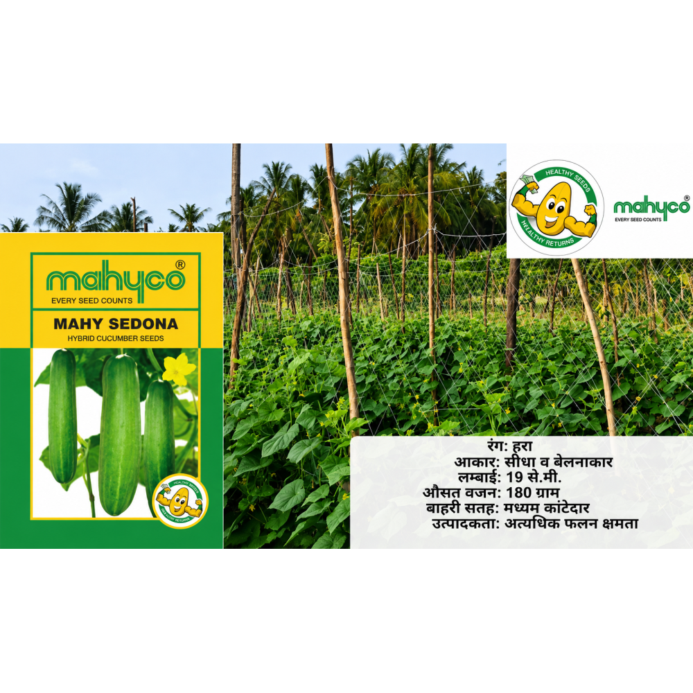 Cucumber Malav