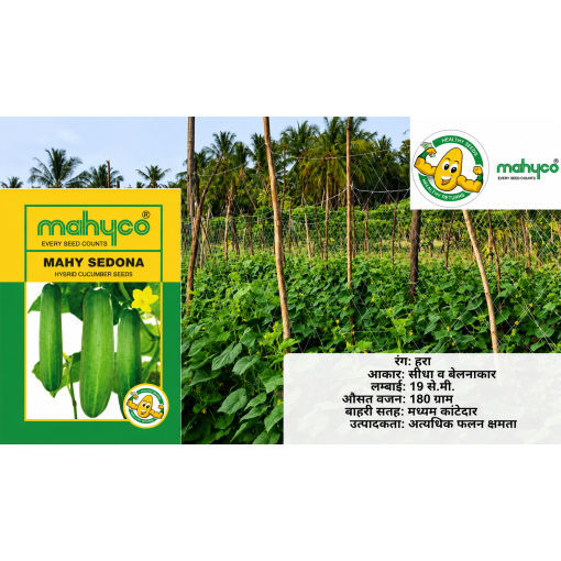 Cucumber Malav