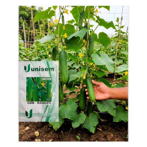 CUCUMBER- USM RANI