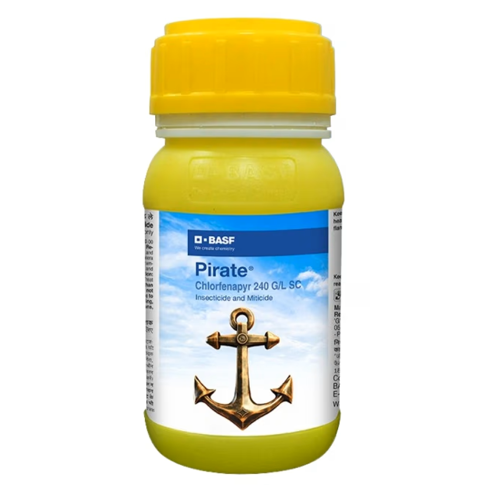 Pirate