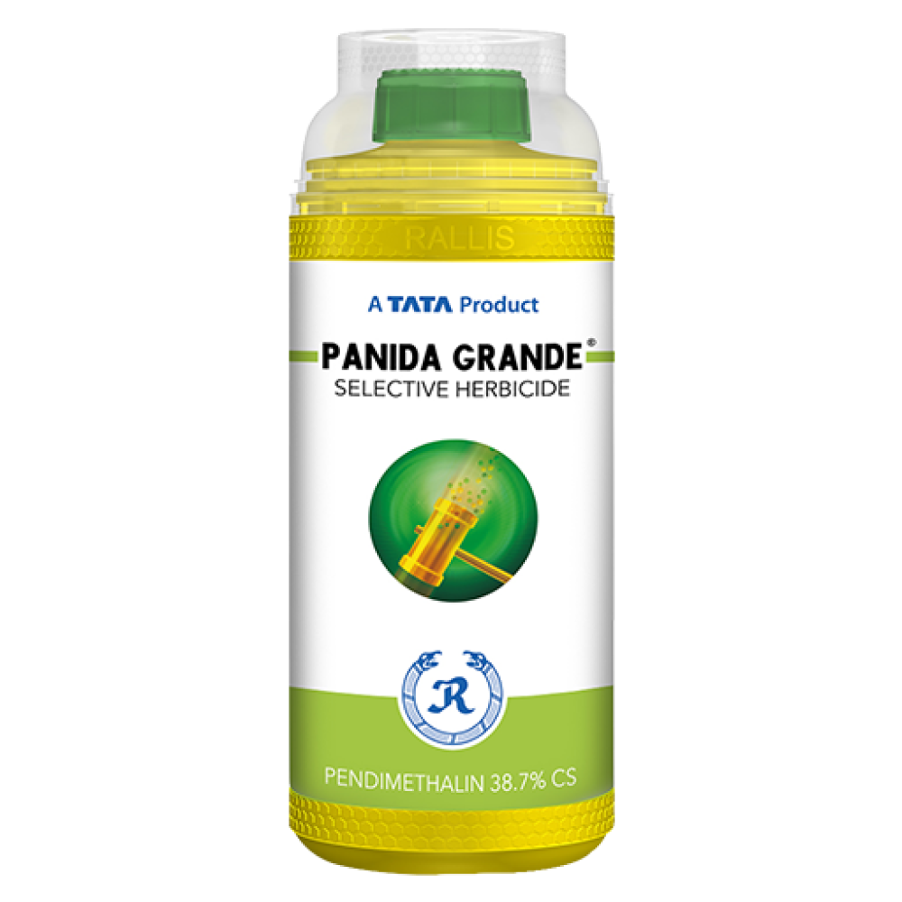 Panida Grande