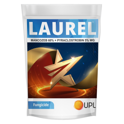 Laurel