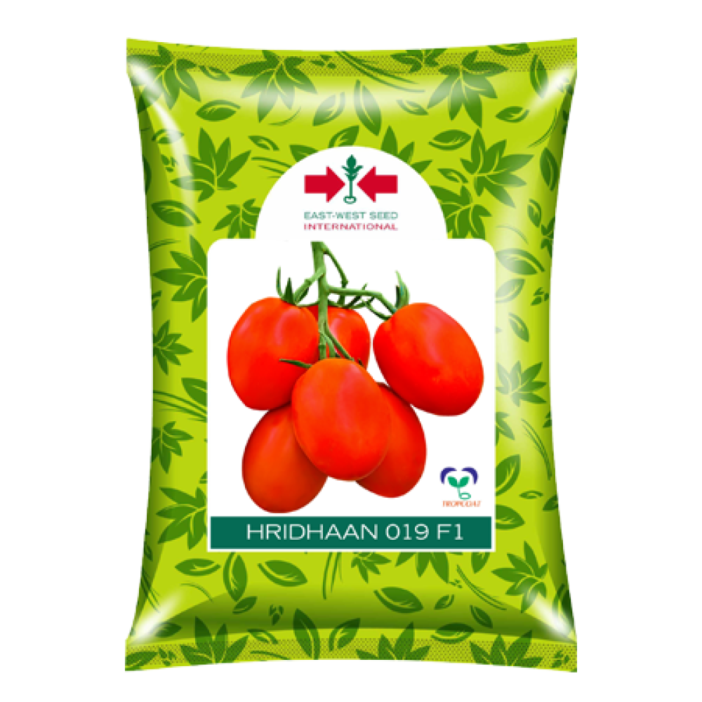Hridhaan 019 F1 Tomato