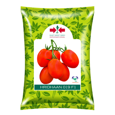 Hridhaan 019 F1 Tomato