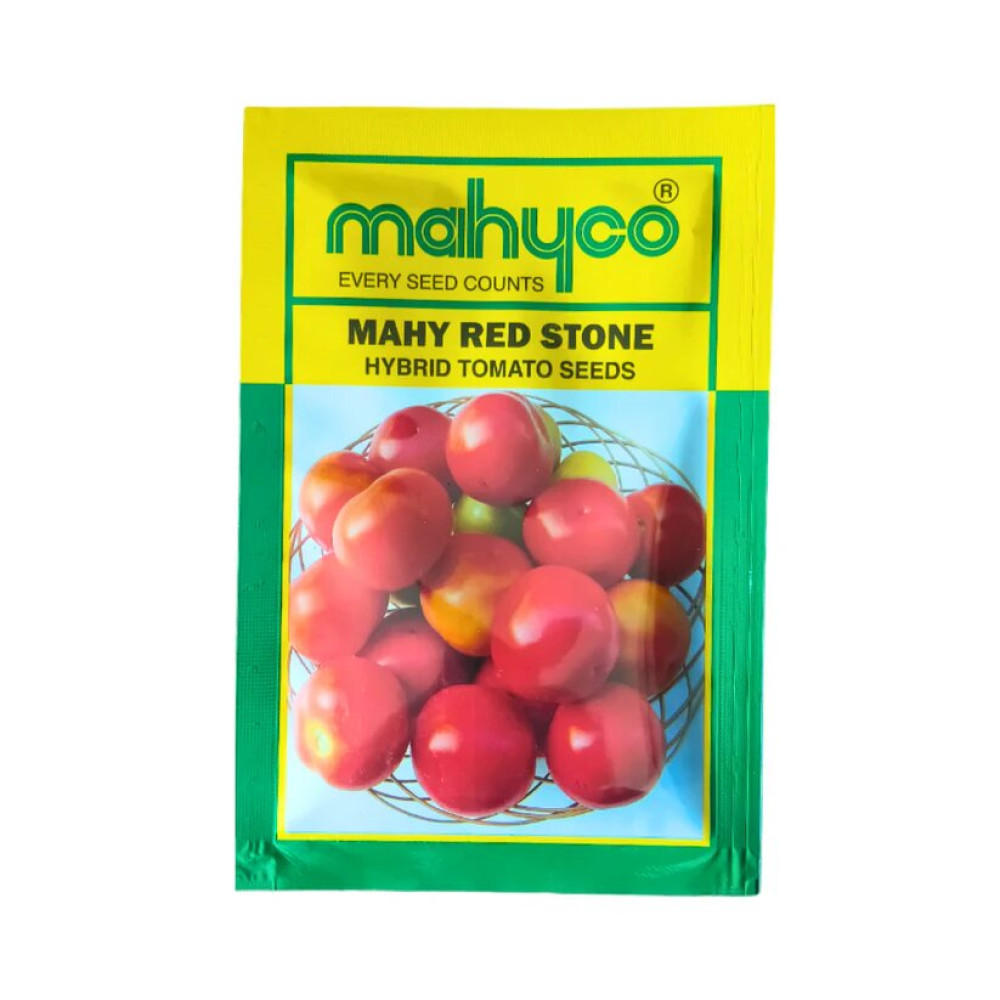 TOMATO NO. 2703 (MAHY RED STONE)