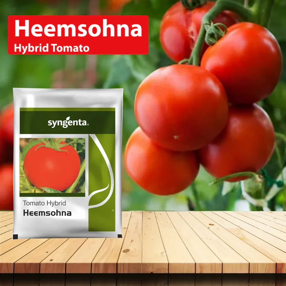 Tomato(Himsona)
