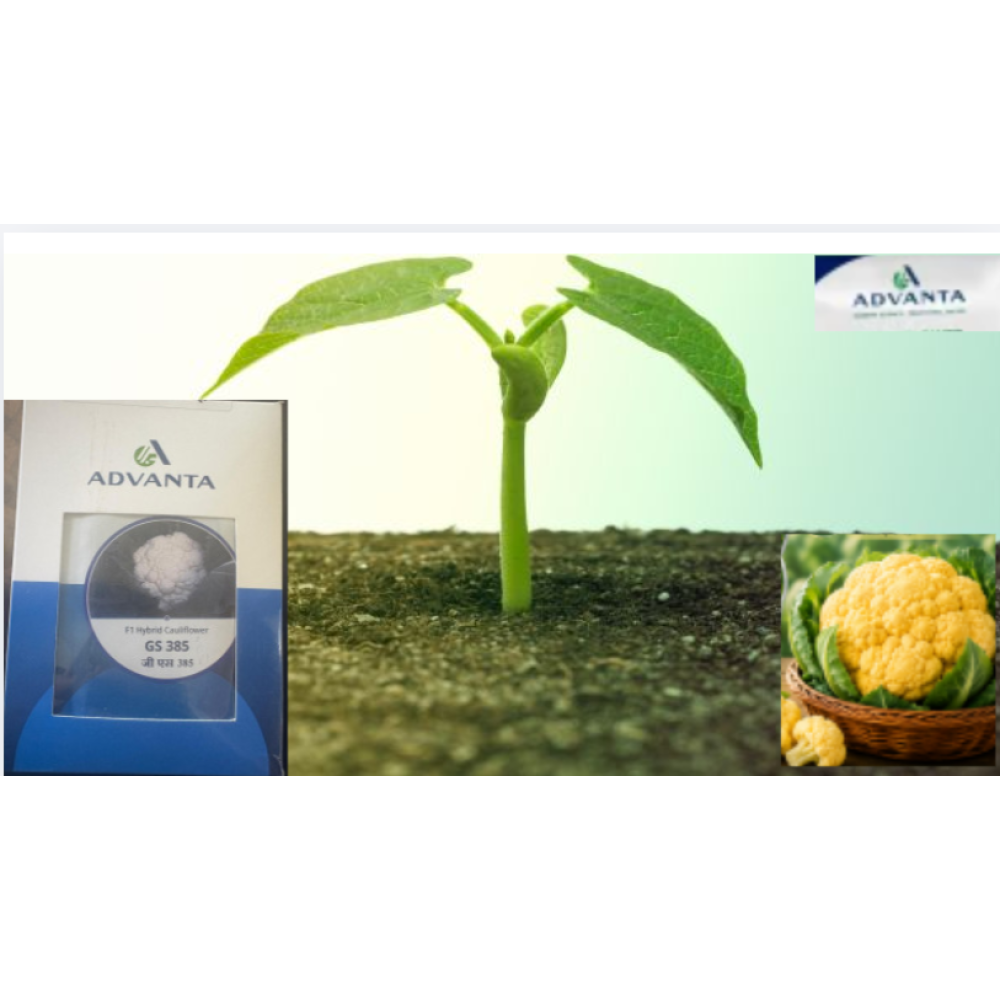 Cauliflower ( Golden 385)