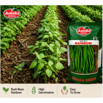 BEAN RAINBOW 500GM
