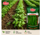 BEAN RAINBOW 500GM