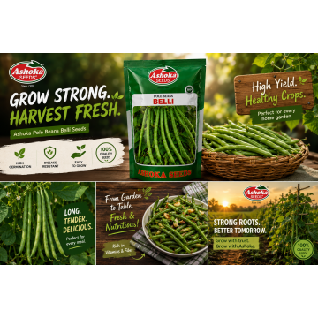 POLE BEANS BELLI 500GM