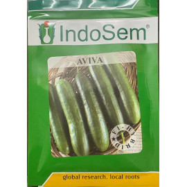 Cucumber Seedless (Aviva)