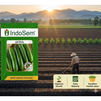 Cucumber Seedless (Aviva)