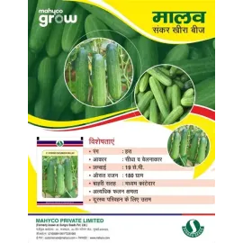 Cucumber Malav