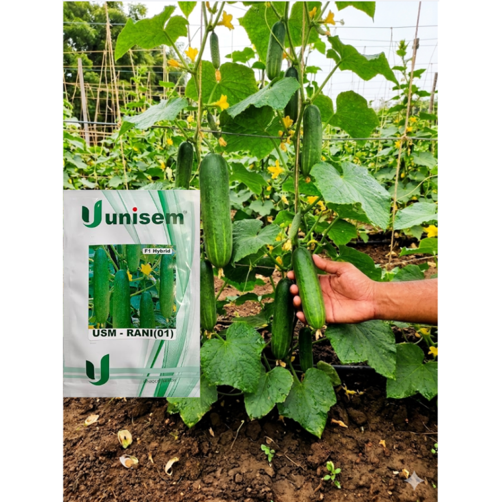 CUCUMBER- USM RANI