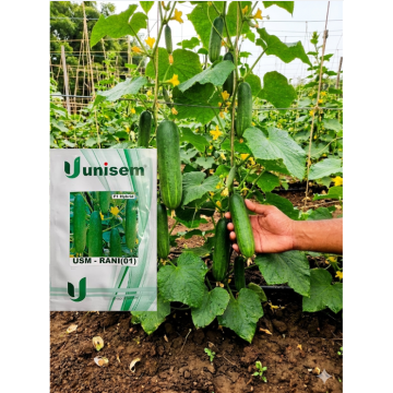 CUCUMBER- USM RANI