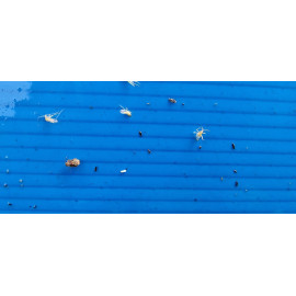 A4 blue both side butter paper pack of 50 chipku