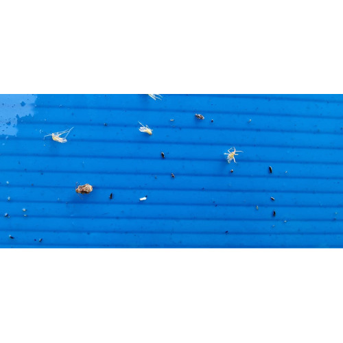 A4 blue both side butter paper pack of 50 chipku